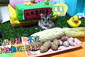 这傻仓鼠为啥对着玉米皮一顿啃，却不吃玉米粒？答案让人哭笑不得
