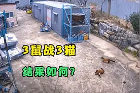 3只黄喉貂追击3只家猫，经过斗智斗勇围剿，最后家猫能否逃过一劫