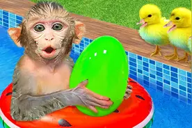 猴宝宝泳池里打开一个奇趣蛋，惊喜连连视频封面