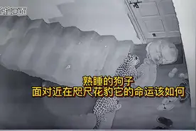 熟睡的狗子在梦中梦到花豹在它身旁……视频封面