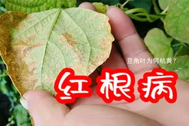 豆角叶子发黄枯死的原因。如何预防豆角的根腐病（红根病）？视频封面