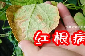 豆角叶子发黄枯死的原因。如何预防豆角的根腐病（红根病）？视频封面