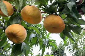 这个品种的黄蟠桃，目前是最大最好吃的黄蟠桃，大家来欣赏了解下视频封面