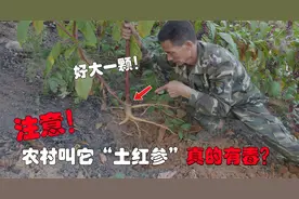农村常见的“土红参”真的有毒吗？今天才知道，它有这么高的价值