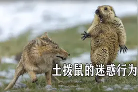 土拨鼠的迷惑行为，被狐狸捕杀后，竟纷纷顶礼拜膜视频封面