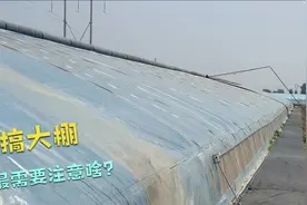搞大棚种植，最需要注意啥？新手必须学学视频封面