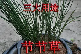 谁人不识“节节草”植物！三大用途与价值，一起来了解下视频封面