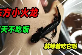 饿了4天的蝾螈小火龙，今天等到了他的美食，竟是污水沟的产物视频封面