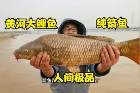 黄河极品大鲤鱼，被小伙逮出两条，10斤纯箭鱼最少长10年，太香了视频封面