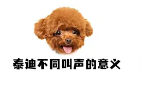 终于知道，泰迪这5种叫声的含义了！