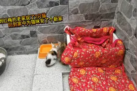 玉姐到红梅的老家捉了2只猫，回到家中为猫咪安了个新家视频封面