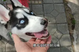 疫情好转男子带二哈出去玩，二哈上演撒手没模式，可把主人累惨了视频封面