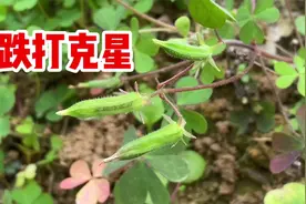 酢浆草也叫酸浆草，号称“跌打克星”，作用厉害了，我也是才知道视频封面