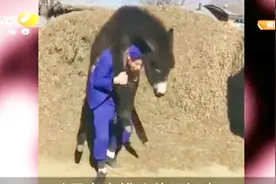 小伙为证明力气大，直接把驴背了起来，驴都懵了：这人犯啥神经？