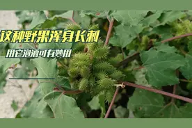 农村这种身上长满了刺的苍耳，你认识吗？视频封面