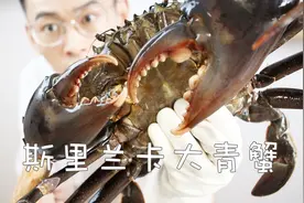 1000块钱买了只脸盆大斯里兰卡大青蟹，真的好吃吗？视频封面