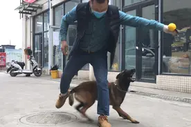 老徐训练马犬动作好危险，手被狗狗牙齿刮了视频封面