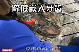 牙齿侵入蹄底奶牛跛足严重，取出牙齿还不算完，引起的脓肿也得管视频封面