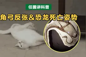 电视剧中出现的猫的角弓反张是什么？与恐龙死亡姿势有关吗？视频封面