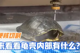 乌龟壳里面的结构是怎样的？小哥打开后，才明白龟壳为啥这么硬！视频封面