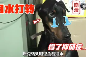 狗狗被丢到农村2个月，瘦得就剩“骨架”，再见主人时哭了视频封面