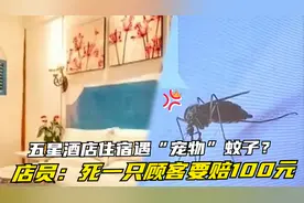 住酒店被蚊子叮醒，顾客投诉遭前台威胁：宠物蚊子，死一只赔100视频封面