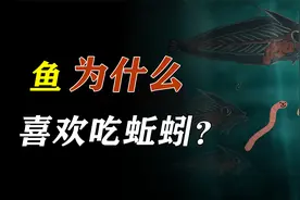 一个水，一个陆，蚯蚓与鱼素不相识，为什么鱼却喜欢吃蚯蚓？