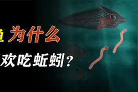 一个水，一个陆，蚯蚓与鱼素不相识，为什么鱼却喜欢吃蚯蚓？视频封面