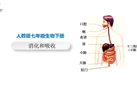 我们常说消化不良，那么我们吃的营养物质都是在胃里被消化的吗？