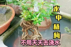 成型最快的盆景素材，放水里就能养活，特别适合初级玩家练手视频封面