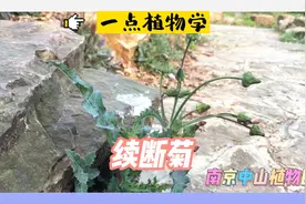 一点植物学 ｜续断菊