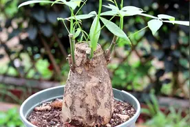 捡了根发财树老桩，换上这种土后，新芽新叶呼呼冒视频封面