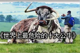 盘点世界上最危险的十大公牛@DOU+小助手