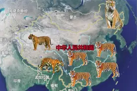 虎的故乡-中国，还有多少虎？哪里还有虎？看看你家附近有没有虎视频封面
