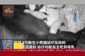 时隔25年，成都熊猫基地小熊猫喜诞四胞胎，均能自主吃到母乳视频封面