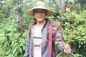 阿平山上采凉药，发现老娃叉叉草（鬼针草）有治痔疮的的功效视频封面
