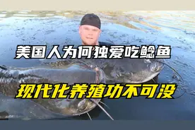 美国人为何独爱吃鲶鱼，现代化养殖功不可没视频封面