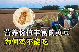 老话说“小鸡不吃豆，外甥不打舅”，为什么鸡不能吃黄豆呢？视频封面