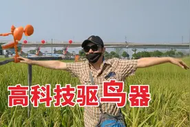 高科技驱鸟器入驻农村高标准农田，能吓走鸟吗？看看啥原理视频封面
