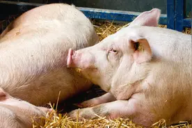 泰乐菌素泰万菌素泰妙菌素，这三个药物在养猪上如何正确使用？