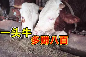 一头牛如何多赚800吗？吴老师变废为宝，400一吨牛粪提高养牛收入视频封面