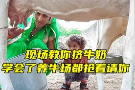 牛奶是怎么来的？现场教你挤牛奶，学会了养牛场都抢着要请你