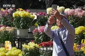 菊花种类繁多，有一种菊花不仅可以观赏还能直接食用视频封面
