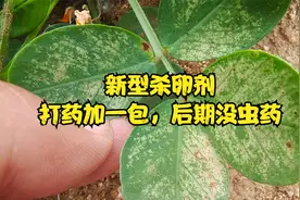 蓟马、粉虱、肉虫等近百种害虫的克星，专门杀卵，治虫的黄金配药视频封面