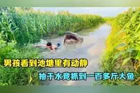 男孩看到池塘里有动静，抽干里面的水，竟收获一百多斤大鱼视频封面