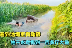 男孩看到池塘里有动静，抽干里面的水，竟收获一百多斤大鱼视频封面