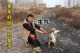 小伙野外溜圈时，金毛从兔场附近叼回一只活兔子，可把小伙气坏了视频封面