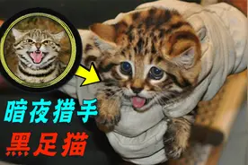 捕食率比猎豹还强的黑足猫，为啥被全世界禁养？颜值再高也不行！视频封面