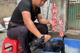 敏感咬人的狗怎么洗澡，看下训犬师全程如何控制的，看完不后悔视频封面