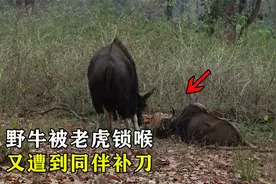 孟加拉虎狩猎900斤野牛，一口将其锁喉，谁料同伴上去就是一角！视频封面